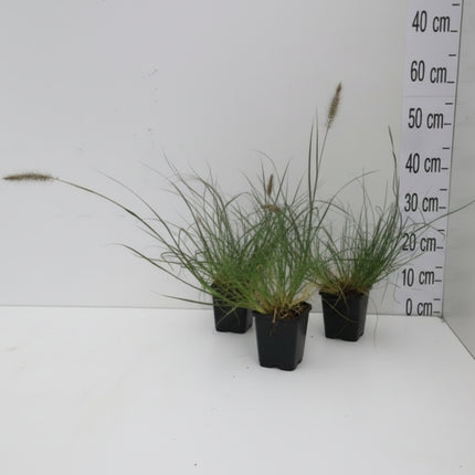 Pennisetum alopecuroides 'Little Bunny' in een P9-pot, jonge plant met groene bladeren en kleine opkomende bloempluimen.