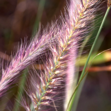 Afbeelding in Gallery-weergave laden, Pennisetum alopecuroides &#39;Red Head&#39; - Lampenpoetsersgras
