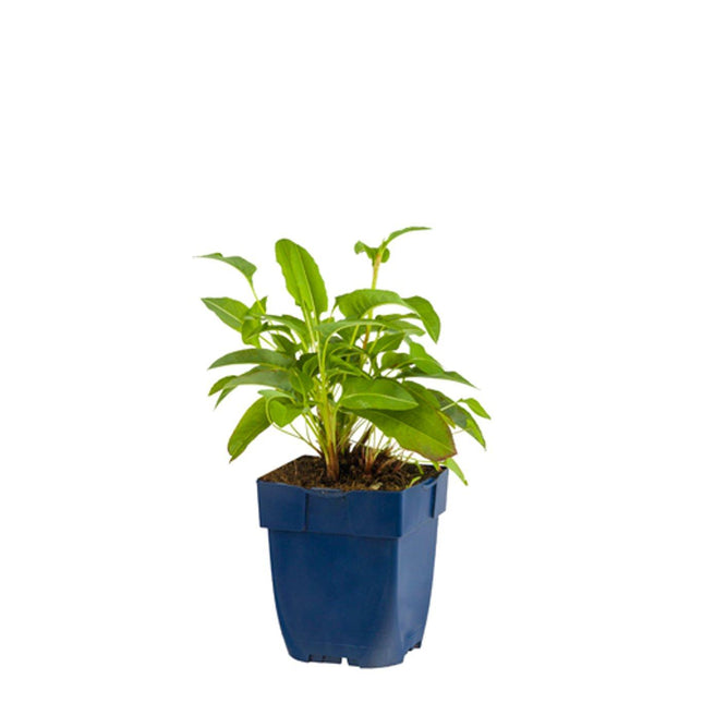 Persicaria bistorta - Adderwortel