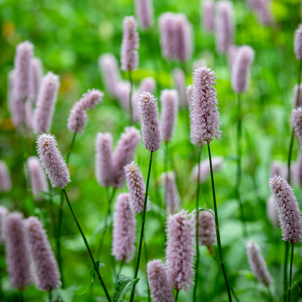 Persicaria bistorta (adderwortel) met slanke stelen en langwerpige, zachtroze bloeiaren, bloeiend in een groene, natuurlijke omgeving.