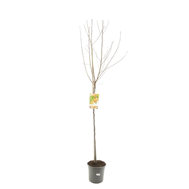 Prunus persica  - Perzik halfstam