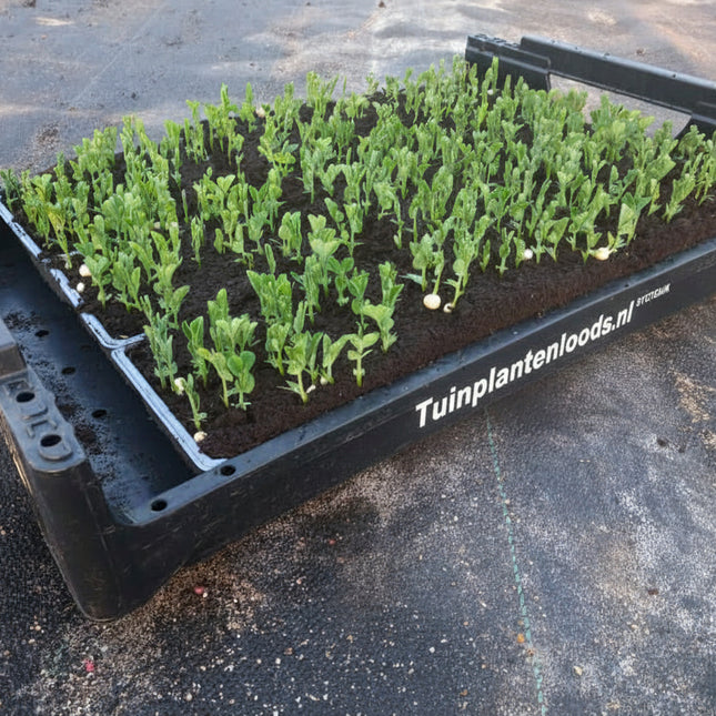 Peul laag in Tuinplantenloods.nl Zwarte krat op de kwekerij