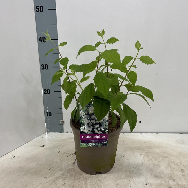 Philadelphus 'Virginal' – Boerenjasmijn in pot