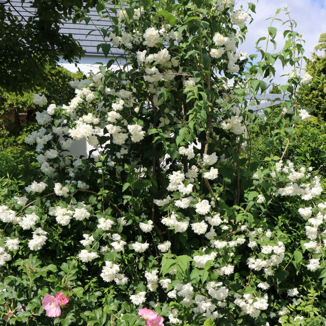 Haagpakket in pot 'Zomermix' - Pakket voor 5 meter