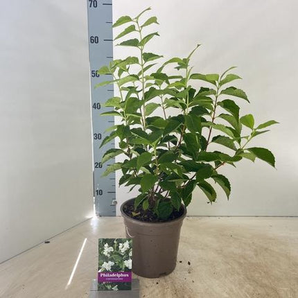 Philadelphus coronarius - Boerenjasmijn Struik in Pot