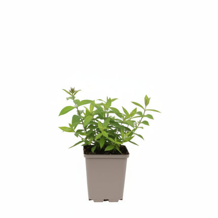 Phlox ‘Blue Paradise’ jonge plant in P9 pot met stevig groen blad, geschikt voor een zonnige of halfschaduw border.