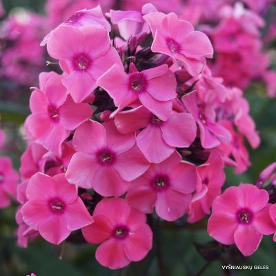 Close-up van de roze bloem van Phlox ‘Sweet Summer Candy’ met contrasterend donker oog en fijne bloemblaadjes.