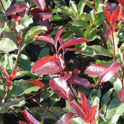 Photinia fraseri 'Camilvy' - Glansmispelhaag