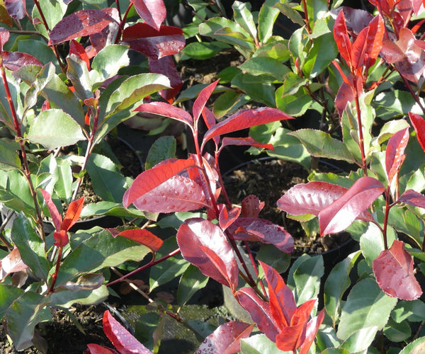 Photinia fraseri 'Camilvy' (rood-groene glansmispel)