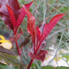 Afbeelding in Gallery-weergave laden, Photinia &#39;Magical Volcano&#39; - Glansmispel
