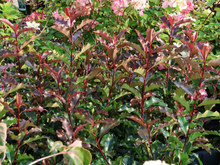 Afbeelding in Gallery-weergave laden, Photinia &#39;Magical Volcano&#39; - Glansmispel
