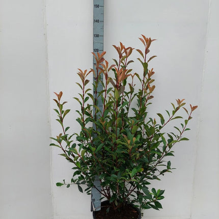 Photinia fraseri 'Carré Rouge' - Glansmispelhaag