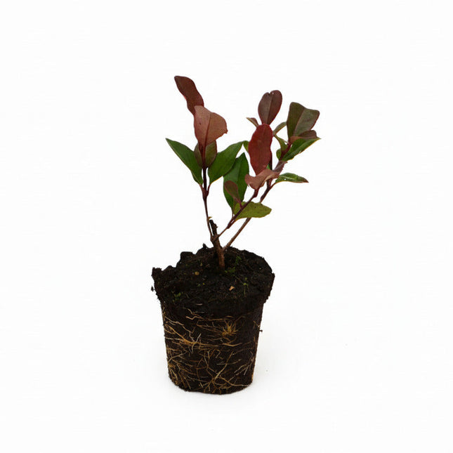 Compacte wintergroene Photinia fraseri ‘Little Red Robin’ in P9 pot
