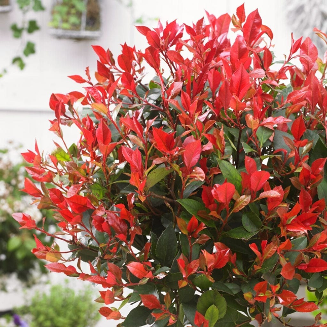 Kleinblijvende glansmispelhaag met rood blad, Photinia fraseri ‘Little Red Robin’