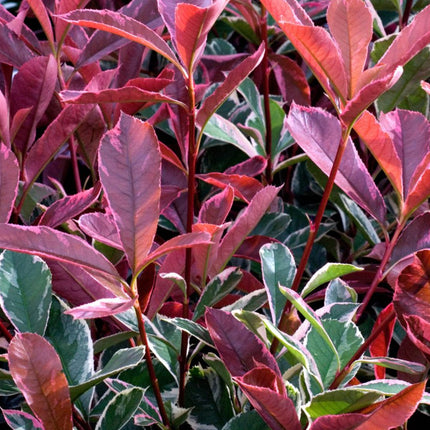 Photinia fraseri 'Pink Marble' - Glansmispelhaag