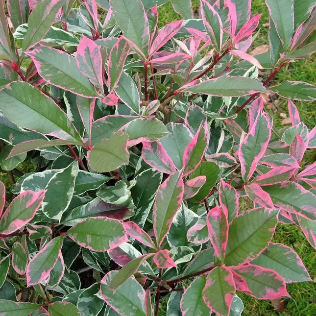 Bonte Photinia fraseri ‘Pink Marble’ als wintergroene haag