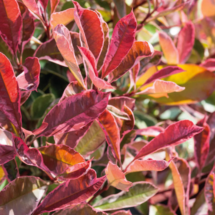 Detail van bont roze blad van Photinia fraseri ‘Pink Marble’