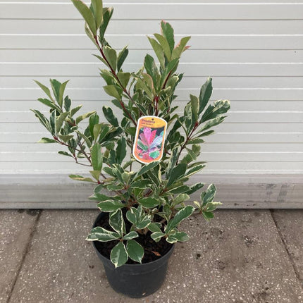 Photinia fraseri 'Pink Marble' - Glansmispelhaag