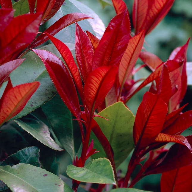 Glansmispelhaag Photinia fraseri ‘Red Robin’ met rood jong blad