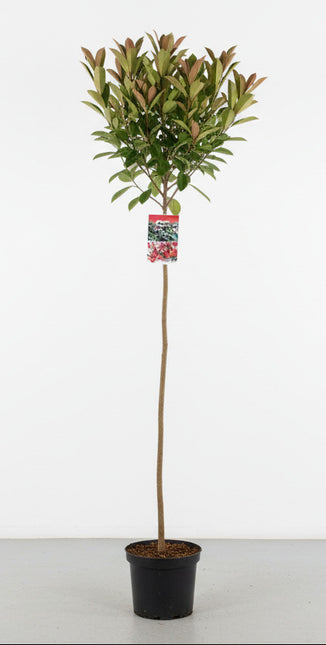Wintergroene Photinia fraseri ‘Red Robin’ op stam