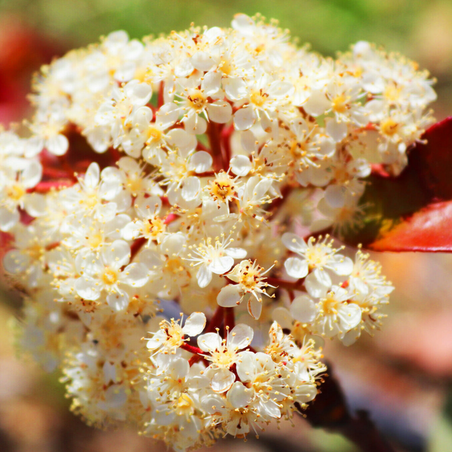 Witte bloei van Photinia fraseri ‘Red Robin’