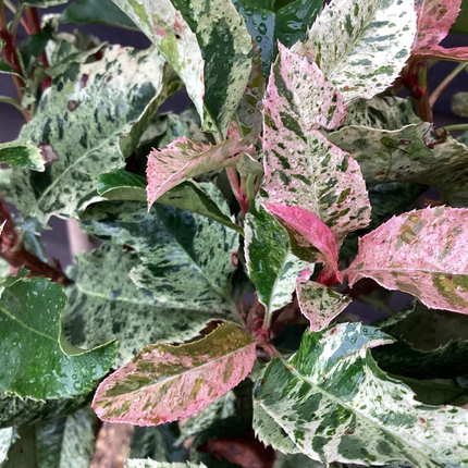 Photinia serratifolia 'Pink Crispy' - Bonte glansmispel