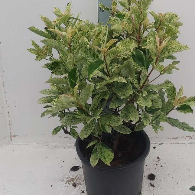Grote Photinia serratifolia ‘Pink Crispy’ als wintergroene struik in pot