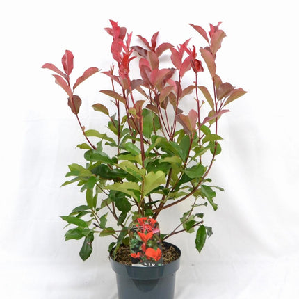 Photinia fraseri 'Camilvy' - Glansmispelhaag