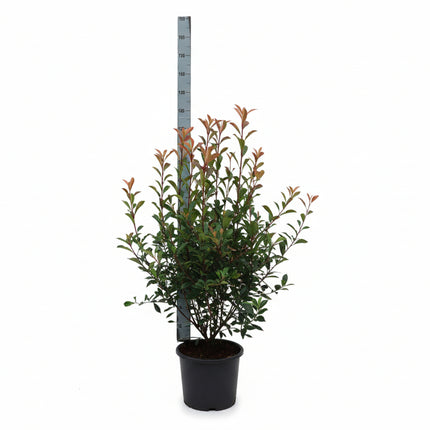 Photiniafraseri CarreRouge 125-50cm met meetlat en witte achtergrond
