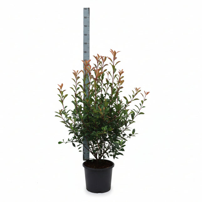 Photiniafraseri CarreRouge 125-50cm met meetlat en witte achtergrond
