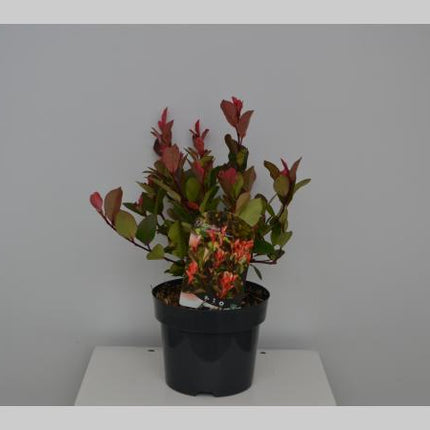 Photinia fraseri 'Little Red Robin' - Klein blijvende Glansmispelhaag