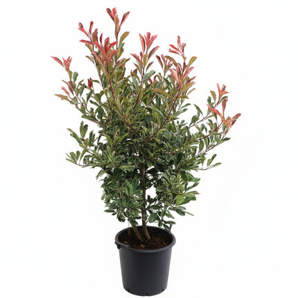 Photinia Pink Marble 125-150 cm in pot met witte achtergrond