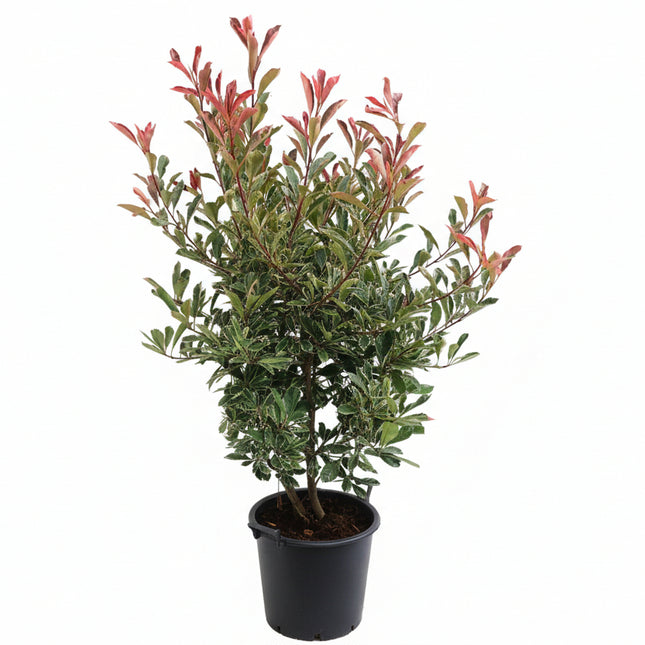 Photinia Pink Marble 125-150 cm in pot met witte achtergrond