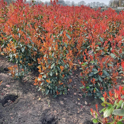 Photinia fraseri 'Red Robin' - Glansmispelhaag met kluit