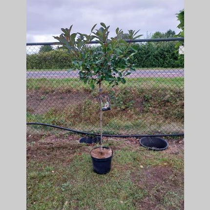 Photinia fraseri 'Red Robin' - Glansmispelhaag op stam
