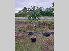 Afbeelding in Gallery-weergave laden, Photinia fraseri &#39;Red Robin&#39; - Glansmispelhaag op stam
