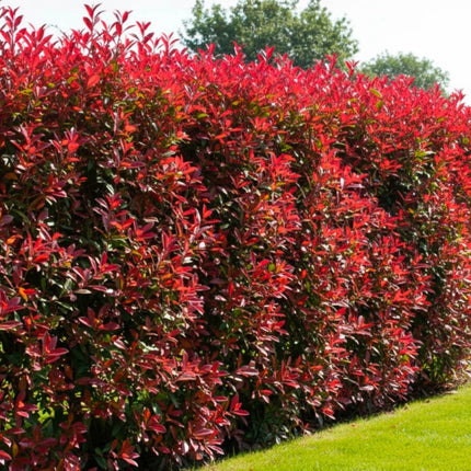 Photinia fraseri ‘Carré Rouge’ Haag 125–150 cm in C30 pot