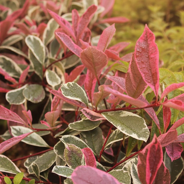 blad Photinia fraseri PinkMarble