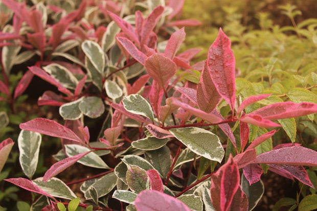blad Photinia fraseri PinkMarble
