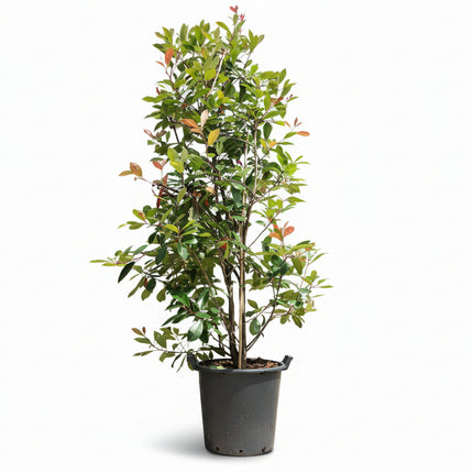photinia red robin 150-175cm in pot
