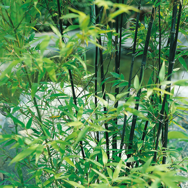 Phyllostachys nigra - Woekerende bamboe