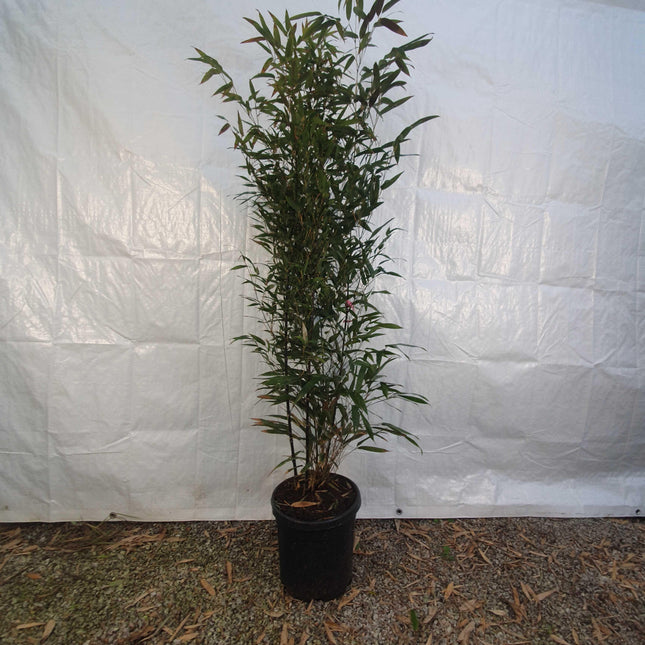 Phyllostachys nigra - Woekerende bamboe
