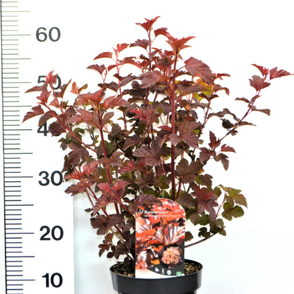 Physocarpus opulifolius 'Lady in Red' - Blaasspirea