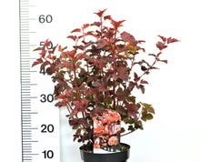 Afbeelding in Gallery-weergave laden, Physocarpus opulifolius &#39;Lady in Red&#39;  - Blaasspirea
