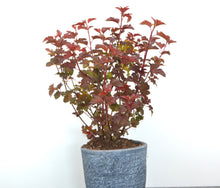 Afbeelding in Gallery-weergave laden, Physocarpus opulifolius &#39;Lady in Red&#39;  - Blaasspirea

