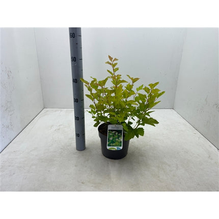 Physocarpus opulifolius 'Nugget' - Blaasspirea