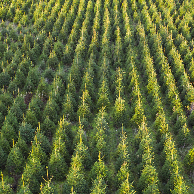 Picea abies Deluxe – Gezaagde Kerstboom Super Kwaliteit