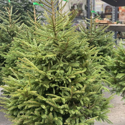 Picea Abies - Traditionele Fijnspar Kerstboom Super Kwaliteit in pot