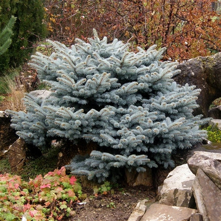 Picea pungens 'Glauca Globosa' - Blauwspar op stam