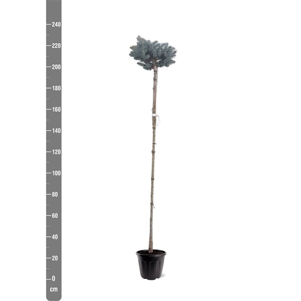 Picea pungens 'Glauca Globosa' - Blauwspar op stam